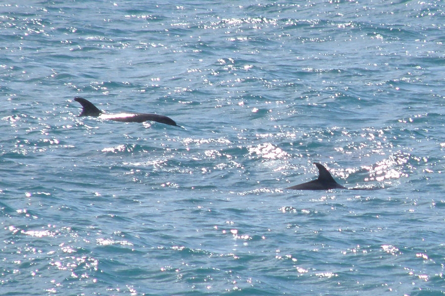 Dolphins at Hahei Beach