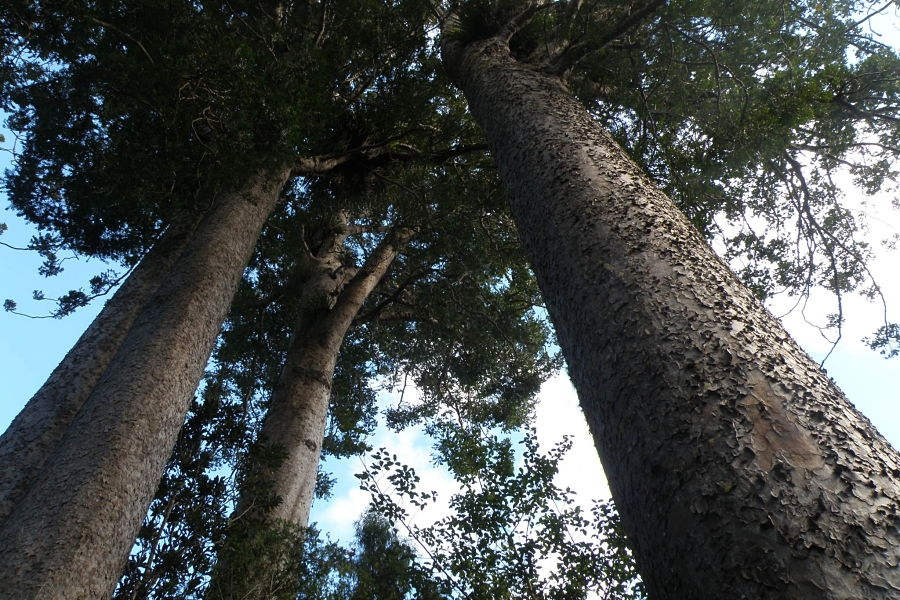 Forest walk with Kauri Tree